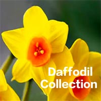 Daffodil Collection