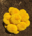 marigold fresh flowers