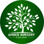 Amber Nursery