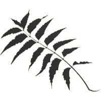 Kendujhar/the-neem-cure-14063313 logo