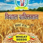 Vishal shaktiman seeds