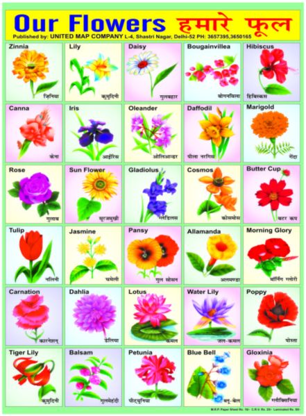 Flowers Name In English And Hindi With Images The Meta Pictures