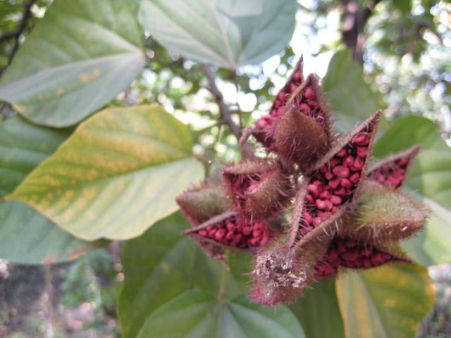 antibacterial bixa orellana in wounds or Uses, benefits, cures, side effects, nutrients in achiote list of various diseases cured by achiote how achiote is effective for various diseases is listed in repertory format names of achiote in various languages of the world are also given. antibacterial bixa orellana in wounds or Uses, benefits, cures, side effects, nutrients in achiote list of various diseases cured by achiote how achiote is effective for various diseases is listed in repertory format names of achiote in various languages of the world are also given.