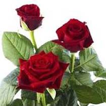 Fresh Red Rose Flowers