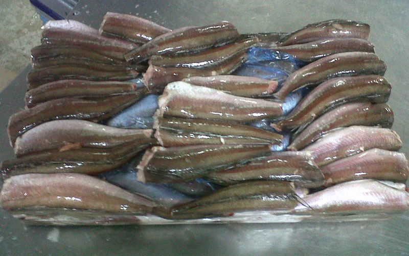 Frozen Hake Fish Ocean America Food Sa