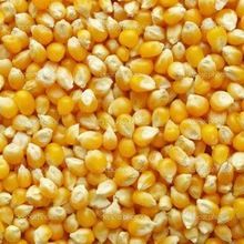 Yellow Corn