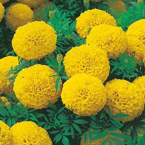 Marigold Plants