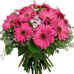 Appealing Bunch of Pink Gerberas