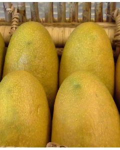 Banginapally Exotic mango