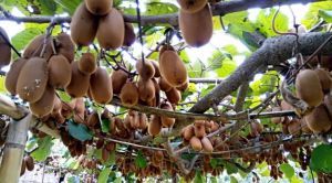 Kiwi Fruits