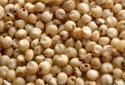 Sorghum Jowar