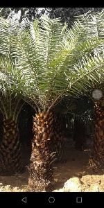 Datepalm