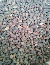 neem tree seeds