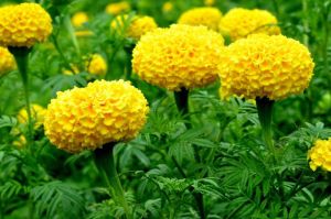 Fresh Marigold Flowers