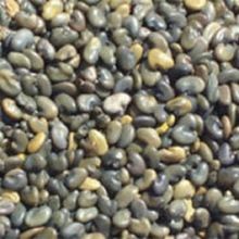 Sunhemp Seed