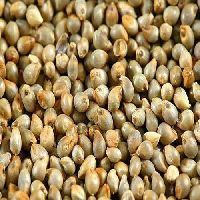 Pearl Millet Seeds