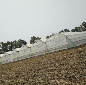 Naturally Ventilated Polyhouse