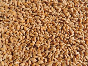 Wheat Seeds