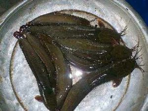 Desi Magur (Catfish)