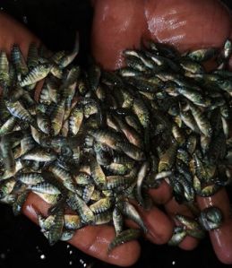 MonoSex Tilapia Seeds