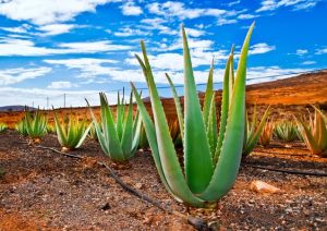 aloevera plants