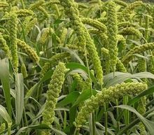 Animal Feed Green Millet