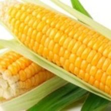 Yellow Corn