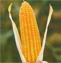 Yellow Maize Corn