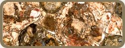 PETRIFIED WOOD SEMI PRECIOUS STONE