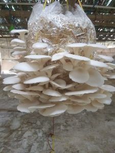 Oyster Mushroom