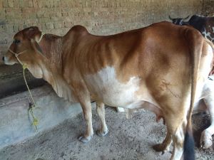 Rathi Cow