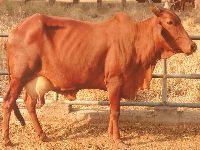 red sindhi cow