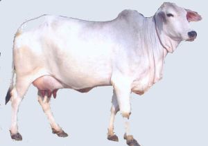 Tharparkar Cow