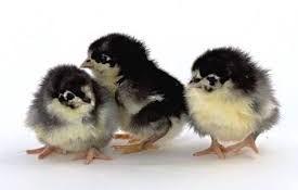 Sahyadri Poultry Chicks