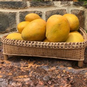 organic mangoes