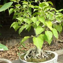 Peepal Plants