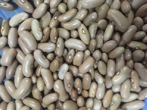 Arka Komal Beans Seeds