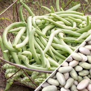 Green French Bean Seeds