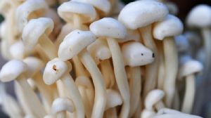 Mushroom