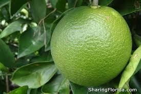 Fruit - green orange citrus