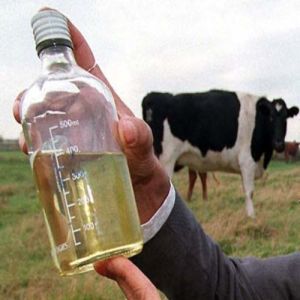 Cow Urine