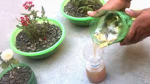 organic flower fertilizer