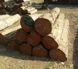 C.P TEAK LOGS