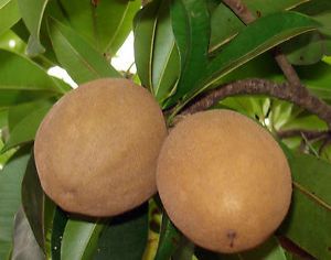 chikoo fruit