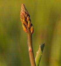 Aloe flowers powder