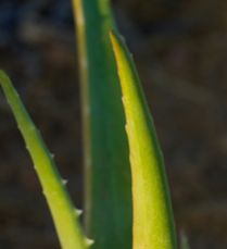 Baby Aloe Plant