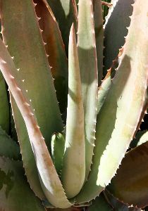 Aloe Vera Leaf