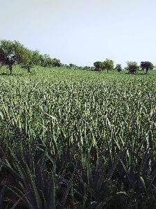 Aloe vera leaf plantation