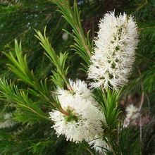 Tea Tree Essential Oil