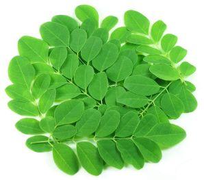 Moringa Leaf